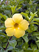 ALLAMANDA CATHARTICA