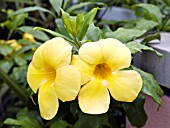 ALLAMANDA CATHARTICA