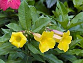 ALLAMANDA NERIFOLIA