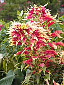 AMARANTHUS TRICOLOR