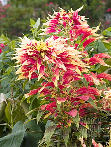 AMARANTHUS_TRICOLOR