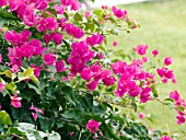 BOUGAINVILLEA DEEP PINK