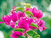 BOUGAINVILLEA DEEP PINK