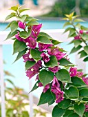 BOUGAINVILLEA SPECTABILIS