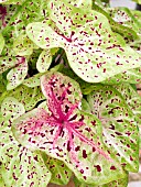 CALADIUM MISS MUFFETT