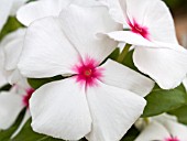 CATHARANTHUS ROSEUS SNOWSTORM WHITE