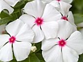 CATHARANTHUS ROSEUS SNOWSTORM WHITE