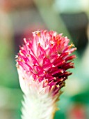 GOMPHRENA STRAWBERRY FIELDS