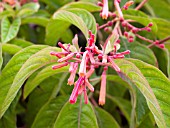 HAMELIA PATENS FIREBUSH