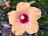 HIBISCUS ROSA SINENSIS CHERIE