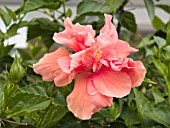 HIBISCUS ROSA SINENSIS DOUBLE APRICOT