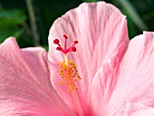 HIBISCUS ROSA SINENSIS PINK