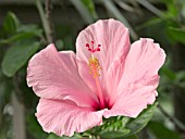 HIBISCUS ROSA SINENSIS PINK