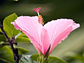 HIBISCUS ROSA SINENSIS PINK