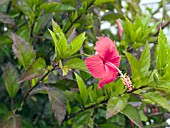 HIBISCUS ROSA SINENSIS RED