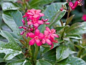 JATROPHA INTERRIGIMA