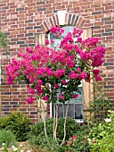 LAGERSTROEMIA TONTO