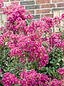 LAGERSTROEMIA TONTO