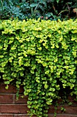 LYSIMACHIA NUMMULARIA,  GOLDILOCKS,  CREEPING JENNY,  MONEY WORT,  GROWING OVER A WALL