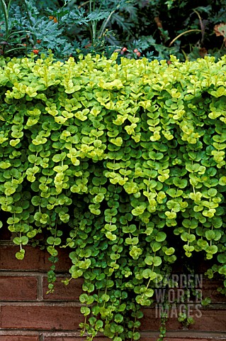 _LYSIMACHIA_NUMMULARIA__GOLDILOCKS__CREEPING_JENNY__MONEY_WORT__GROWING_OVER_A_WALL