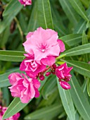 NERIUM OLEANDER DOUBLE PINK