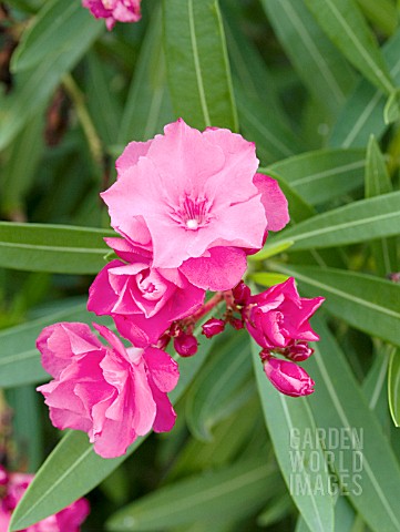 NERIUM_OLEANDER_DOUBLE_PINK