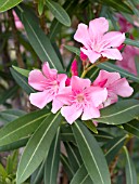 NERIUM OLEANDER PINK