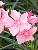 NERIUM OLEANDER PINK