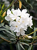 NERIUM OLEANDER WHITE