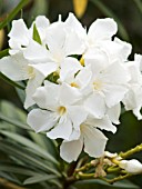 NERIUM OLEANDER WHITE