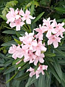 NERIUM OLEANDER PINK