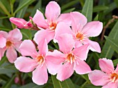 NERIUM OLEANDER PINK