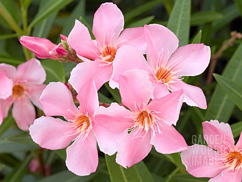 NERIUM_OLEANDER_PINK