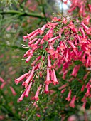 RUSSELIA EQUISETIFORMIS (FIRECRACKER PLANT)