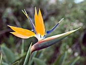 STRELITZIA REGINAE BIRD OF PARADISE