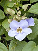 THUNBERGIA GRANDIFLORA (TRUMPET VINE)