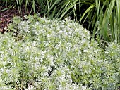 ARTEMISIA SCHMIDTIANA NANA