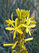 ASPHODELINE LUTEA (JACOBS ROD)