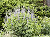 BAPTISIA AUSTRALIS (FALSE INDIGO, WILD INDIGO.)