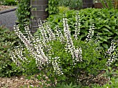 BAPTISIA AUSTRALIS ALBA