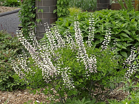 BAPTISIA_AUSTRALIS_ALBA