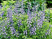 BAPTISIA AUSTRALIS PURPLE SMOKE,  (FALSE INDIGO)