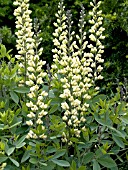 BAPTISIA AUSTRALIS CAROLINA MOONLIGHT,  (WILD INDIGO)