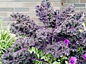 BRASSICA OLERACEA REDBOR,  (ORNAMENTAL KALE)