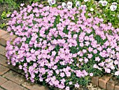 DIANTHUS IPSWICH PINKS,  (GARDEN PINKS)