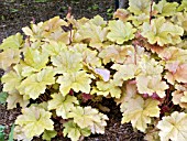 HEUCHERA DOLCE CREAM BRULE