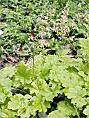 HEUCHERA DOLCE KEY LIME PIE