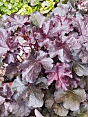 HEUCHERA DOLCE LICORICE,  (CORAL BELLS)