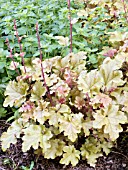 HEUCHERA MARMALADE,  (CORAL BELLS)