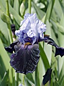 IRIS GERMANICA DANGEROUS MOOD